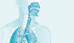 Medizinische Illustration des menschlichen Atmungssystems mit Darstellung der Nasenhöhle, der Luftröhre und der Lunge.
