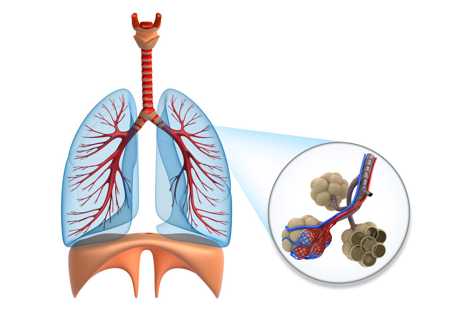 Darstellung des menschlichen Bronchialsystems und der Lungenbläschen (Alveolen)